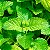 CHÁ DE MELISSA EM PÓ (Melissa Officinalis) - Imagem 2