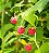 CHÁ DE FRAMBOESA (Rubus Idaeus) - Imagem 2