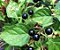 CHÁ DE ERVA MOURA (Solanum Americanum) - Imagem 2