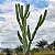 MANDACARU (Cereus Jamacaru) - Imagem 2
