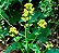 CHÁ DE ERVA DE SANTA BÁRBARA (Barbarea Vulgaris) - Imagem 2