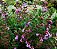 CAMÉDRIO - CAMEDRIUS (Teucrium Chamaedrys L.) - Imagem 2
