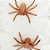 Teia de Aranha Decorativa com aplique Aranha - Branco/Laranja - 01 unidade - Rizzo - Imagem 2