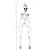 Esqueleto Caveira 7X16X90cm Hallowween Cromus Rizzo - Imagem 1