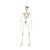 Enfeite Decorativo Halloween - Esqueleto Caveira - 48cm - 01 unidade - Cromus - Rizzo Embalagens - Imagem 1