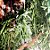 Guirlanda Decorativa Folhas e Pinhas - Verde/Marrom - 60 cm - 01 unidade - Cromus - Rizzo - Imagem 4