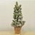 Mini Árvore de Natal - Pinheiro Nevado c/ LED - 48 cm - 01 unidade - Cromus Natal - Rizzo - Imagem 1