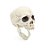 Crânio com Mandibula Fléxivel de Halloween - 1 unidade - Cromus - Rizzo - Imagem 1