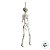 Enfeite Decorativo Halloween - Caveira Amom - 40cm - 1 unidade - Cromus - Rizzo - Imagem 3