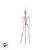 Enfeite Decorativo Halloween - Caveira Amom - 40cm - 1 unidade - Cromus - Rizzo - Imagem 4