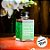 Extrato de Baunilha Natural - 30ml - 1 unidade - Vanilla Brasil - Rizzo - Imagem 2