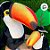 Tucano de Pelúcia - 30cm - 1 unidade - Rizzo - Imagem 5
