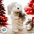 Enfeite de Natal - Urso Branco em Pé de Cachecol - 26x12x13cm - 1 unidade - Rizzo - Imagem 6