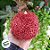 Bola de Natal Glitter - Vermelha  - 10cm - 3 unidades - Rizzo - Imagem 3