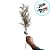 Galho Decorativo - Champagne - 58cm - 1 unidade - Cromus - Rizzo - Imagem 3
