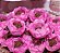 Forminha para Doces Finos - Bela Rosa Claro 40 unidades - Decora Doces - Rizzo Festas - Imagem 3