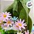 Coelho Decorativo de Grama em Pé com Cesto de Flores e Laço - 36cm - 1 unidade - Cromus  - Rizzo - Imagem 3