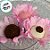 Forminha para Doces Finos - Madri Rosa Bebe - 30 unidades - Decora Doces - Rizzo - Imagem 2