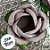Forminha para Doces Finos - Rainha Rosa Antigo Claro - 30 unidades - Decora Doces - Rizzo - Imagem 2
