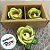 Forminha para Doces Finos - Rainha Verde Oregano Matte - 30 unidades - Decora Doces - Rizzo - Imagem 6