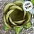 Forminha para Doces Finos - Rainha Verde Oliva Claro - 30 unidades - Decora Doces - Rizzo - Imagem 2
