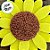 Aplique Decorativo Girassol EVA - 4,5x4,5cm - 6 unidades - Rizzo - Imagem 2