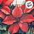 Almofada de Natal - Flores com Pinhas - 43x43cm - 1 unidades - Rizzo - Imagem 5