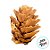 Saquinho com Mini Pinhas - 100g - Artlille - Rizzo - Imagem 3