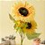 Haste Flor Permanente - Girassóis - Amarelo - 66cm - 1 unidade - Rizzo - Imagem 1