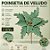 Poinsétia Decorativa - Veludo Verde com Glitter Ouro - 35x30cm - 1 unidade - Cromus - Rizzo - Imagem 2
