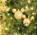 Kit Bola Mickey Lisa e Glitter Ouro 10cm - 02 unidades - Natal Disney - Cromus - Rizzo Embalagens - Imagem 1