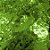 Confete Mini Picadinho Metalizado 25g - Verde Lima Dupla Face - Rizzo Embalagens - Imagem 2