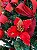 Kit Decoração Vermelho para Árvore de Natal 1,8 metros - 01 unidade - Cromus Natal - Rizzo Embalagens - Imagem 2