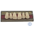 Dente 2 Camadas Cor B1 - BIONIX - Triunfo - Imagem 2
