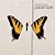 CD - Paramore – Brand New Eyes - Novo (Lacrado) - Imagem 1