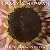 CD - Tracy Chapman ‎– New Beginning (IMP. U.S.A) - Imagem 1