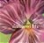 CD - Carmen McRae – Dream Of Life (Importado ) - Imagem 1