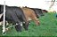 SUPLEMENTO MINERAL - GADO LEITEIRO - SUPRAFOS 82 - SUPRANOR 10KG - Imagem 2