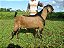 SAL SUPRAFOS 75 (10 KG) "CAPRINO" - Imagem 2