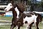 SAL SUPRAFOS 73 (10 KG) "EQUINO" - Imagem 3