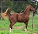 SAL SUPRAFOS 73 (10 KG) "EQUINO" - Imagem 2