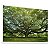 Quadro Decorativo Árvore Grande Galhos Verdes Grama Natureza - Imagem 3