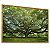 Quadro Decorativo Árvore Grande Galhos Verdes Grama Natureza - Imagem 4