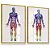 Quadro Decorativo Corpo Humano Medicina Anatomia Músculos Clínica Muscular - Imagem 4