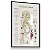 Quadro Decorativo Sistema Endócrino Endocrinologista Clínica Médica Anatomia - Imagem 5