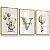 Quadro Decorativo Infantil Ursinho Balões Nome Personalizado Balão Tons Verde Kit 3 Quadros - Imagem 4