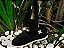 Alpercata Preta - allBlack edition - Imagem 3
