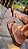 Chinelo de couro Unissex - FLAT Sandal - Imagem 6