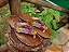 Chinelo Rasteira colorida  - Flat WOOD Colors - Imagem 1