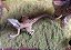 VELOCIRAPTOR JURASSIC PARK 2009 HASBRO JURASSIC PARK ALPHA VELOCIRAPTOR - Imagem 3